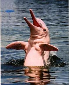 Pink Dolphin