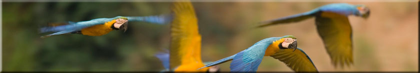 Amazon Dolphin parrots