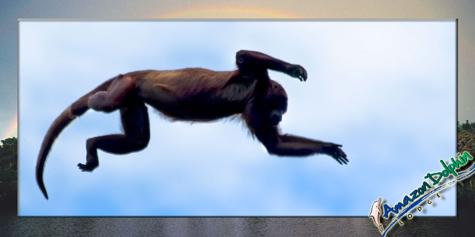 Amazon Dolphin monkey