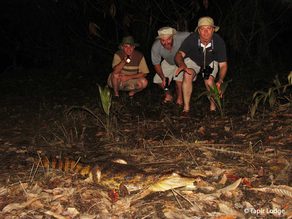 Tapir Night Hike