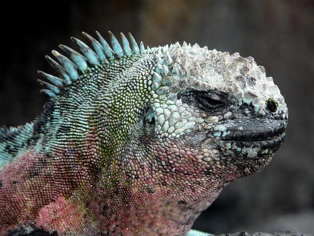 Iguana 