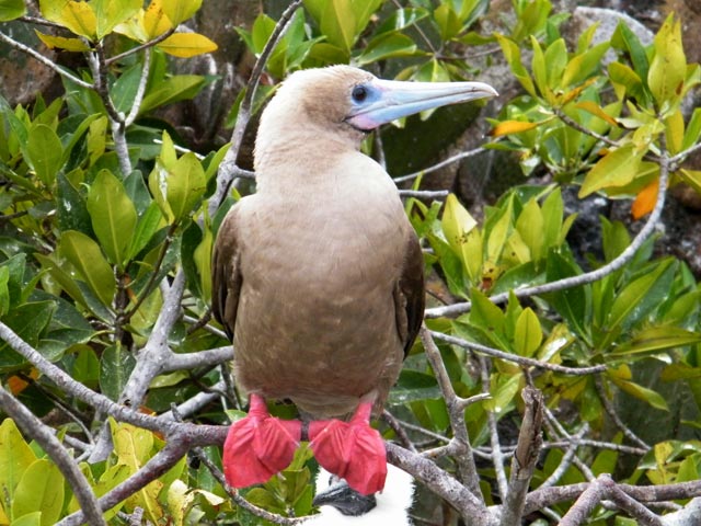 Red Footed Boobie