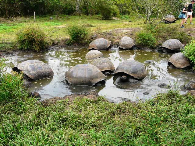 El Chato Tortoises