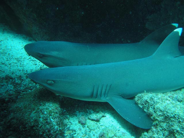 White Tip Sharks