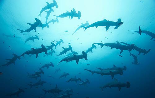 Diving with Hammerheads