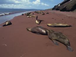 Rabida sealions