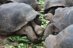 Charles Darwin Research Station