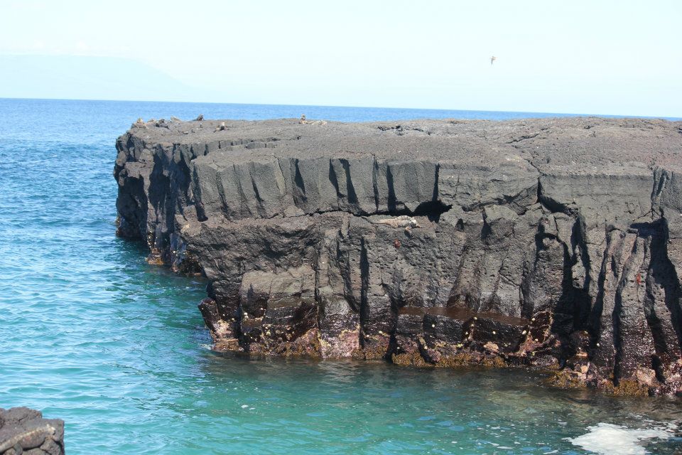 Marine Iguanas on Santiago